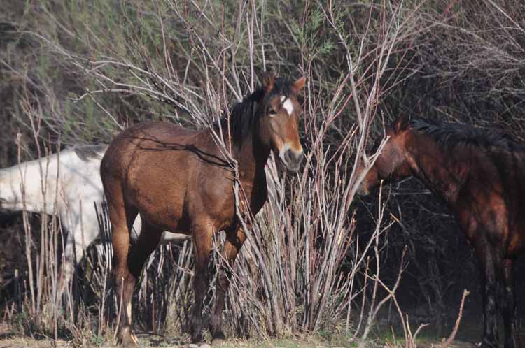 mustangs